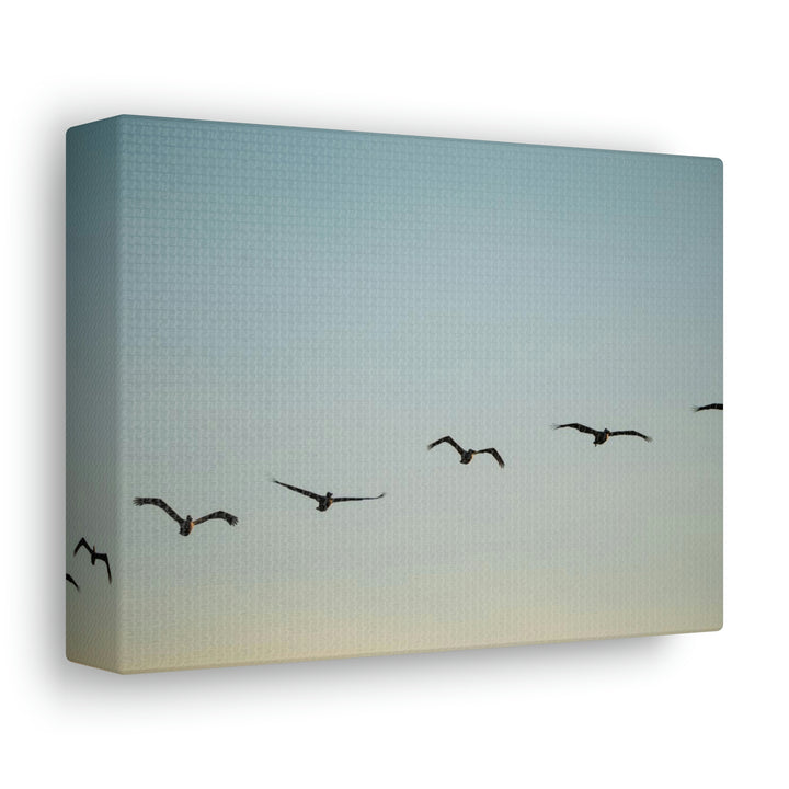 Brown Pelicans in Flight - Canvas