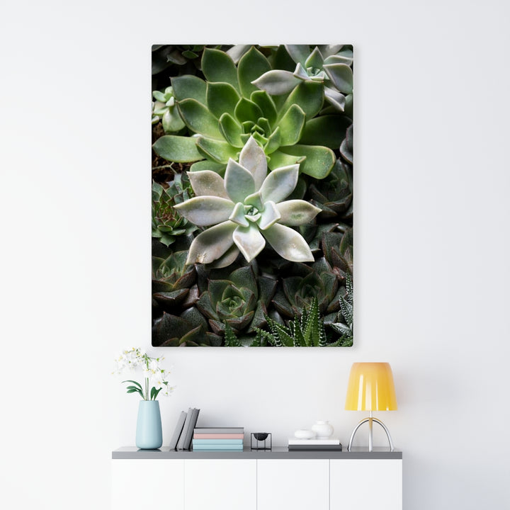 Succulent - Array - Canvas