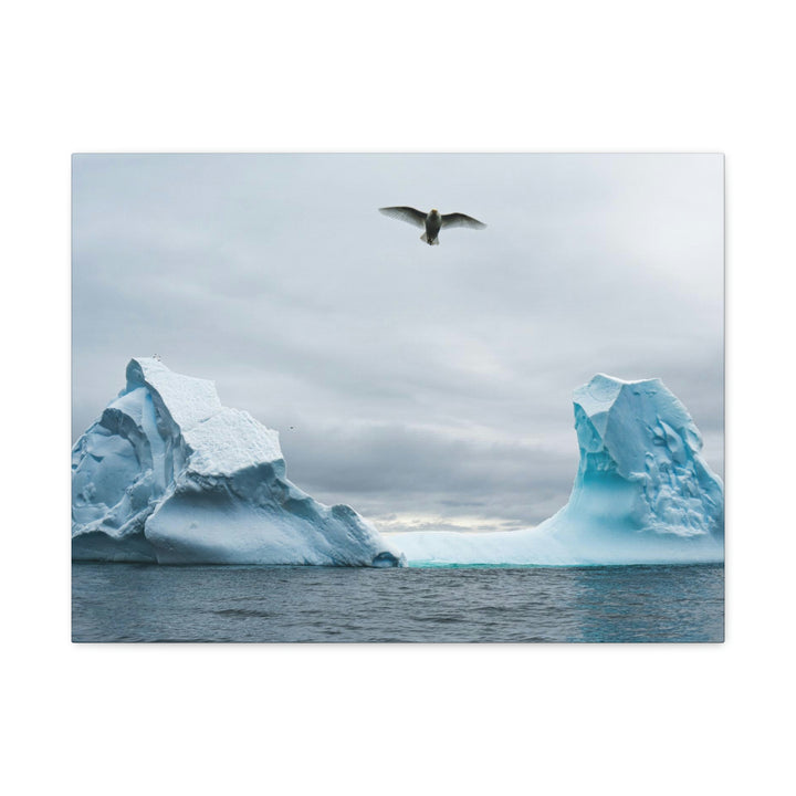 Antarctic Flight - Canvas