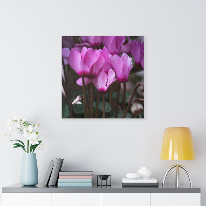 Cyclamen Reach - Canvas