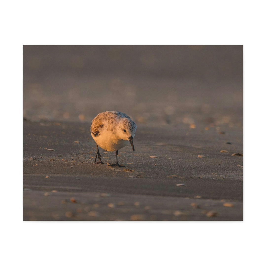 Feeding Sanderling - Canvas