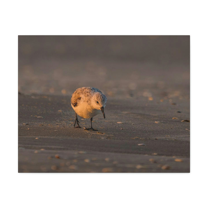 Feeding Sanderling - Canvas