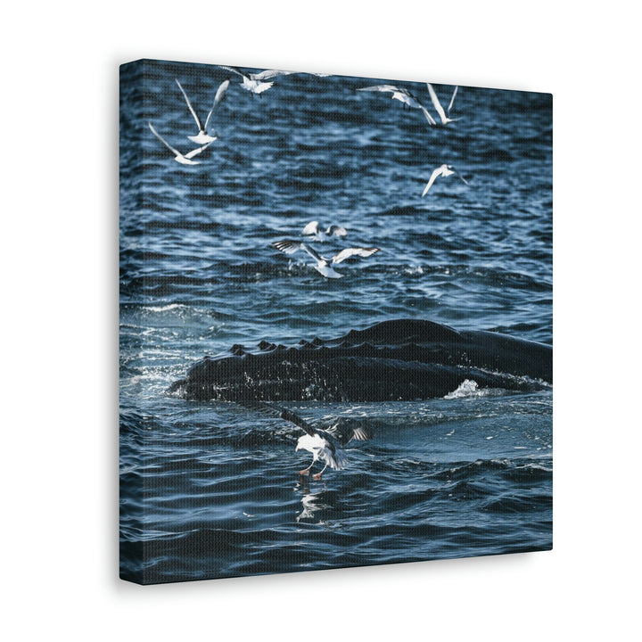 Humpback Hello - Canvas