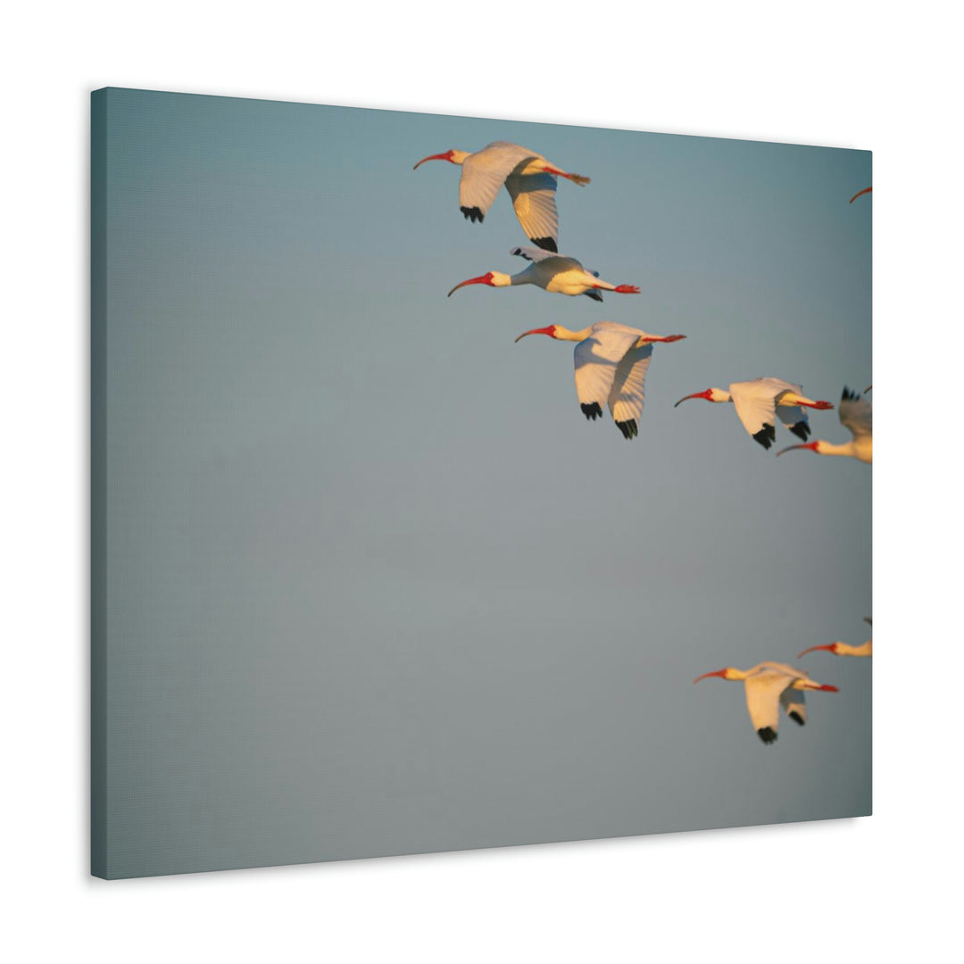 White Ibis in Flight - Canvas