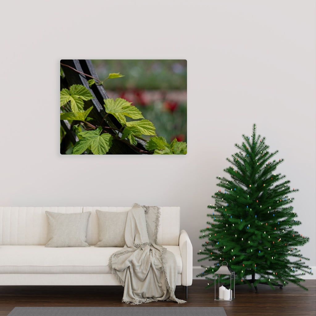 Ivy-Covered Fence - Canvas