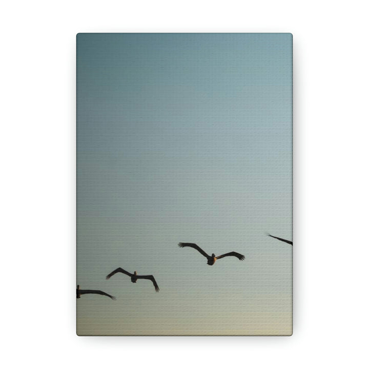 Brown Pelicans in Flight - Canvas