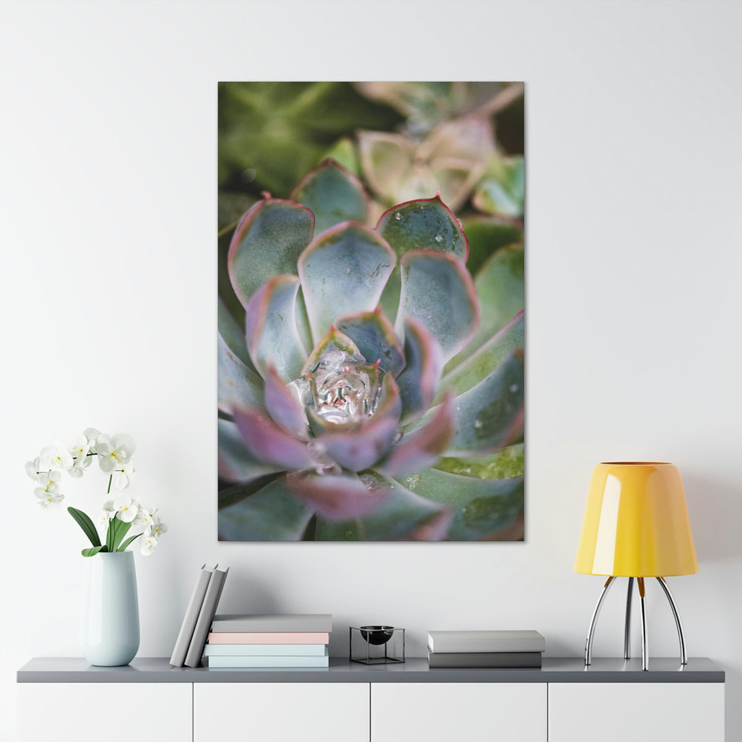 Stunning Succulent - Canvas