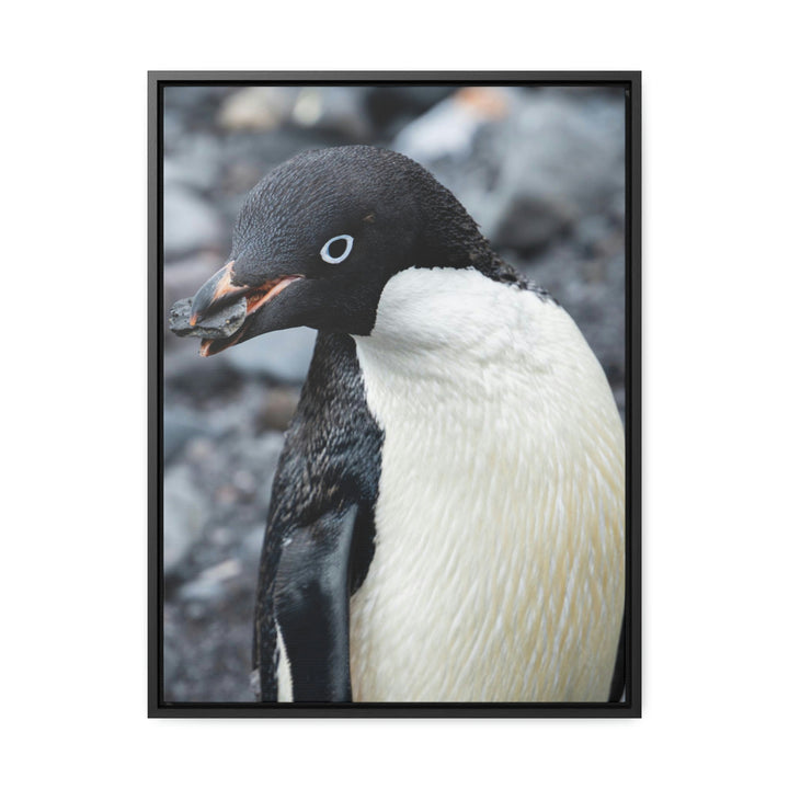 A Penguin's Pebble - Canvas with Frame