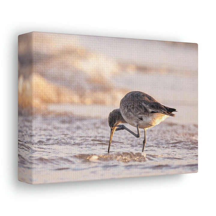 Willet Itch - Canvas