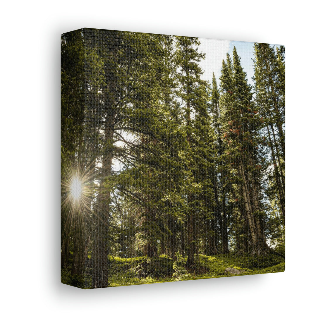 Forest Light - Canvas