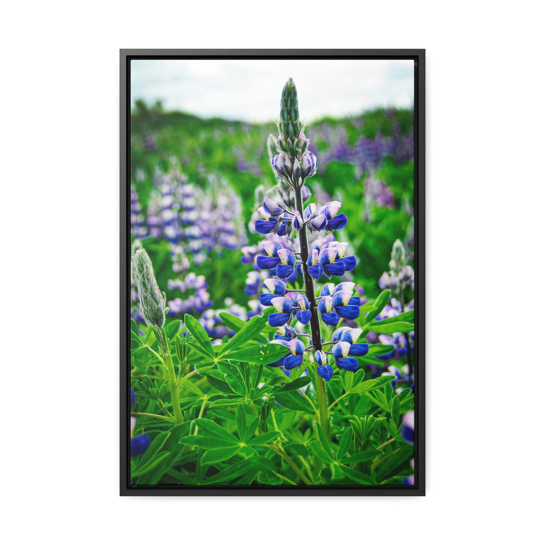 Glowing Lupin - Canvas with Frame