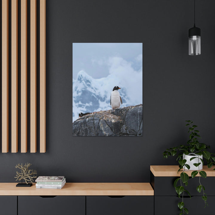 Poised Penguin - Canvas