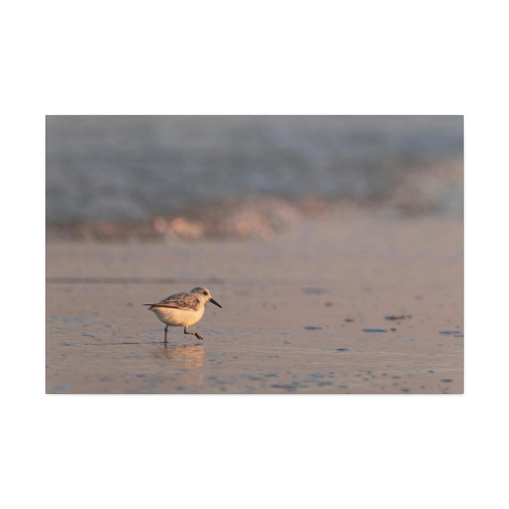 Sanderling in Soft Dusk Light - Canvas