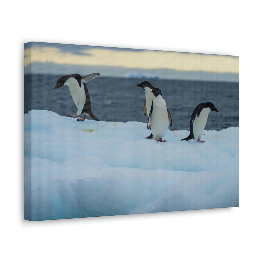 Penguin Dance - Canvas