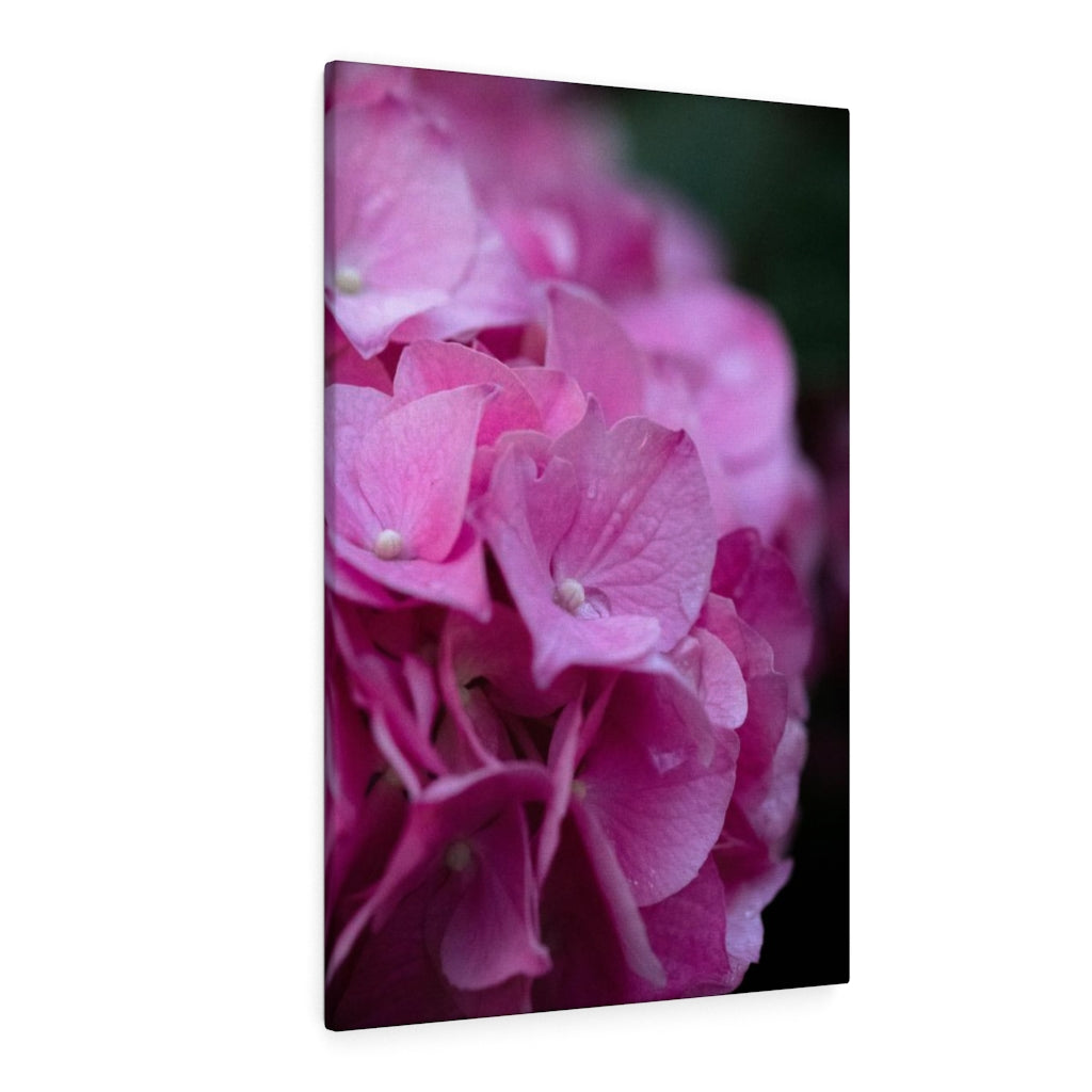 Pink Hydrangea Detail - Canvas