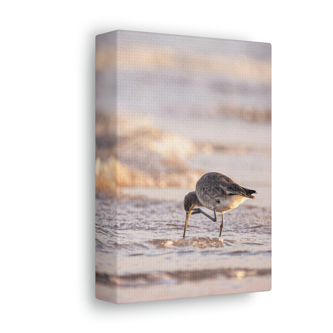 Willet Itch - Canvas