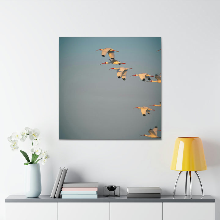 White Ibis in Flight - Canvas