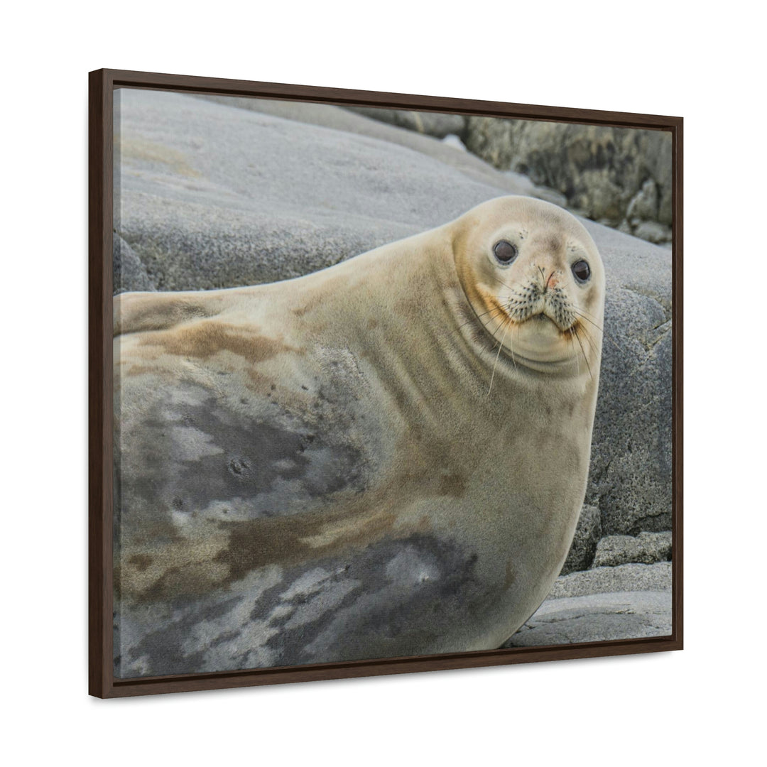 Weddell Smile - Canvas with Frame