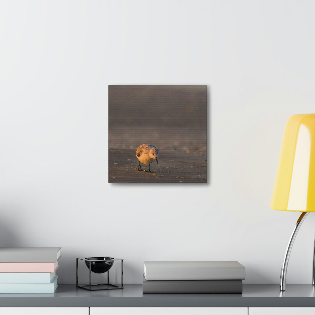 Feeding Sanderling - Canvas