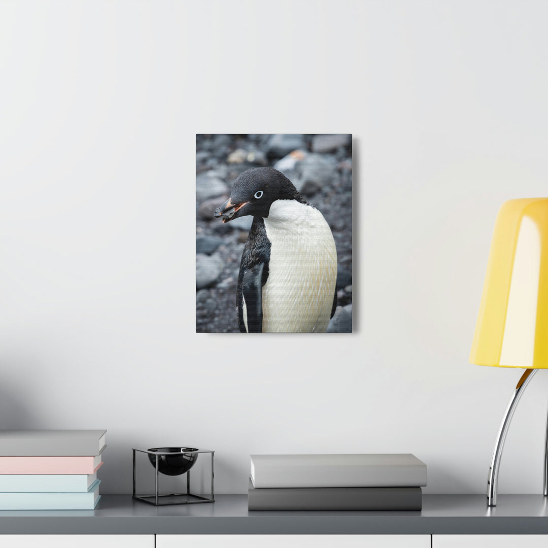 A Penguin's Pebble - Canvas