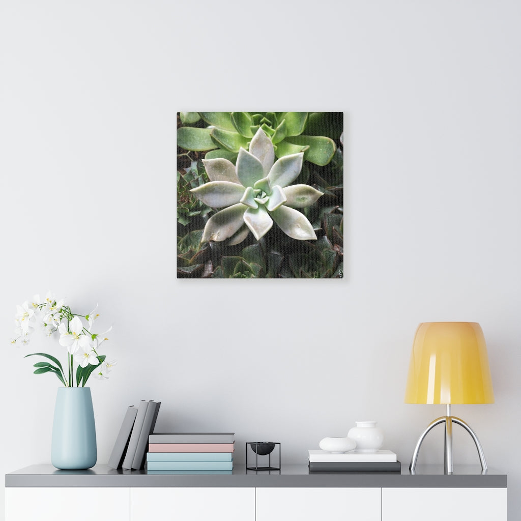 Succulent - Array - Canvas