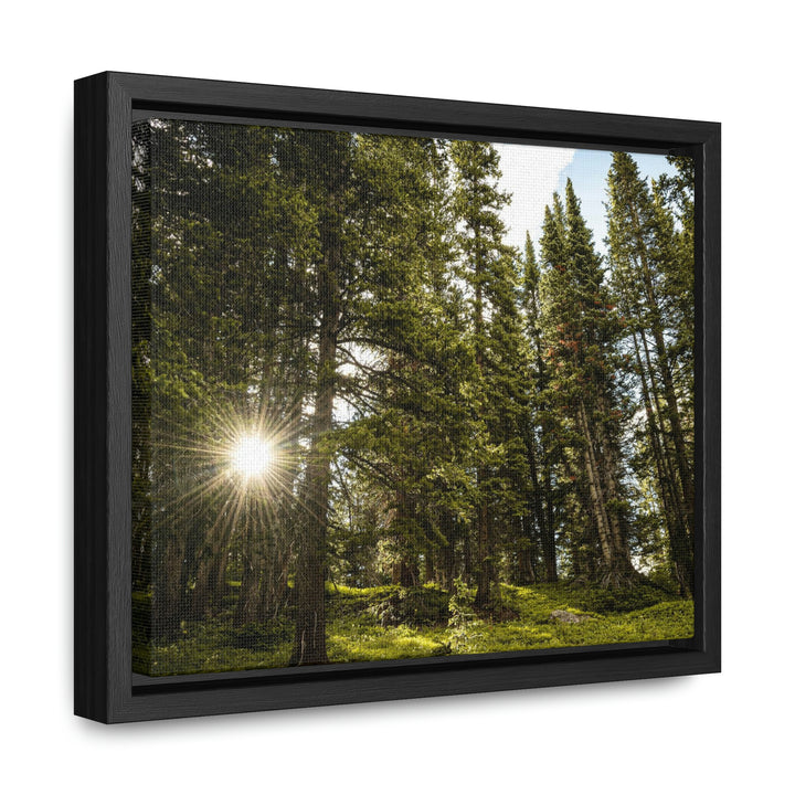 Forest Light - Canvas with Frame