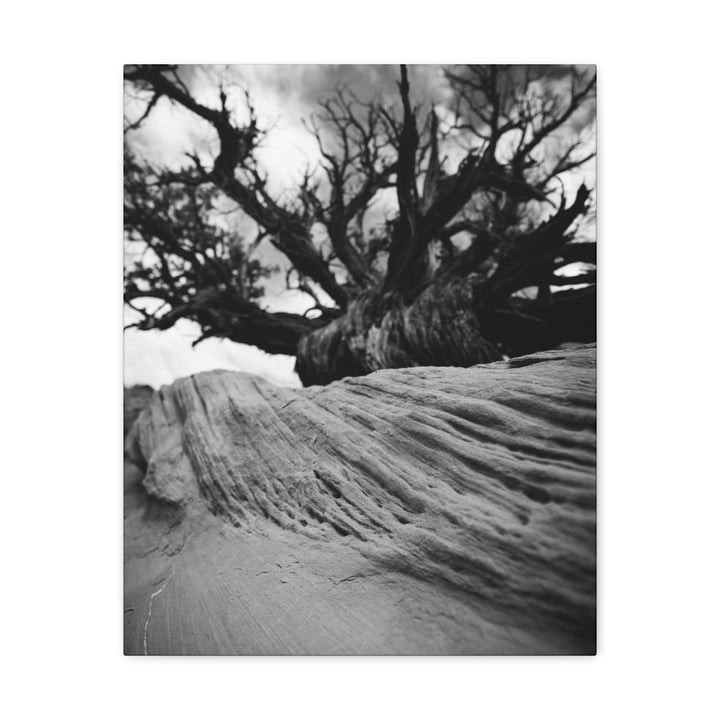 Desert Reach in Black and White - Canvas