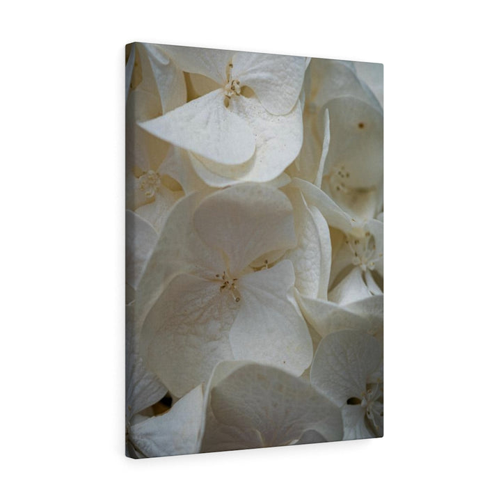 White Hydrangea Detail - Canvas