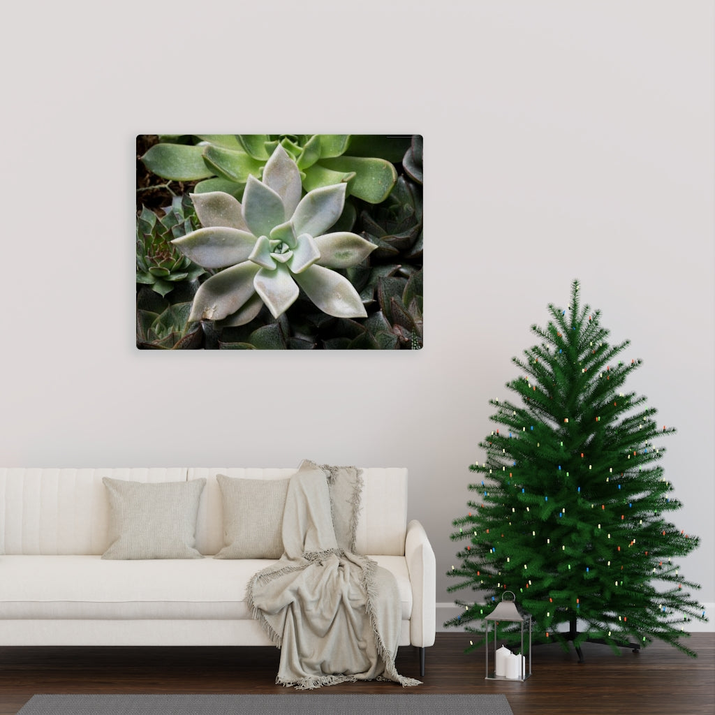 Succulent - Array - Canvas