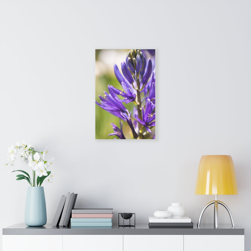 Camas in Bloom - Canvas