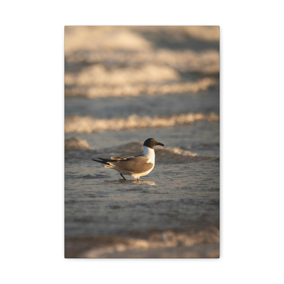 Laughing Gull in the Surf - Canvas