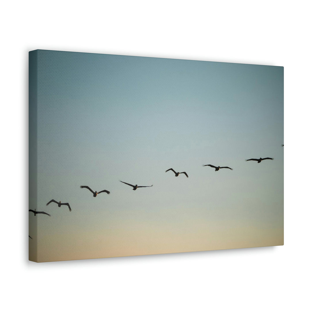 Brown Pelicans in Flight - Canvas