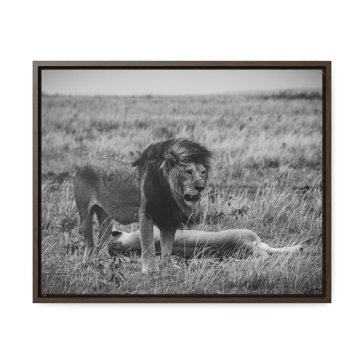 Mating Lions in Black and White - Canvas with Frame