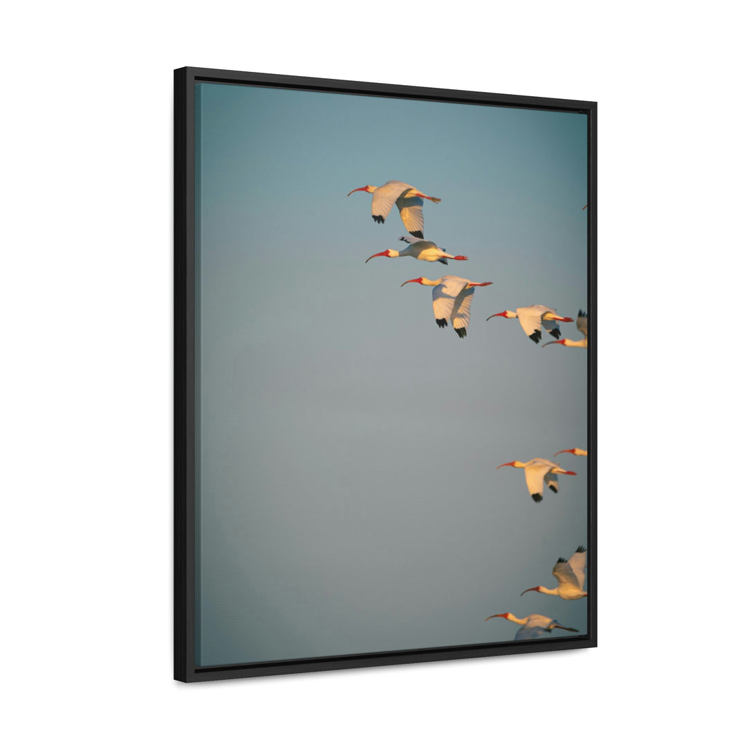 White Ibis in Flight - Canvas with Frame