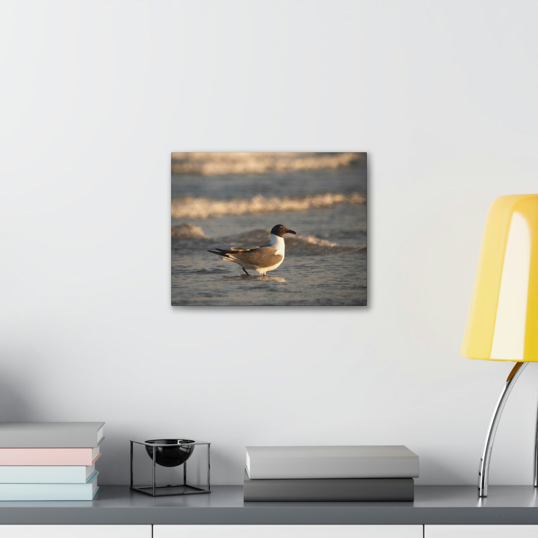 Laughing Gull in the Surf - Canvas