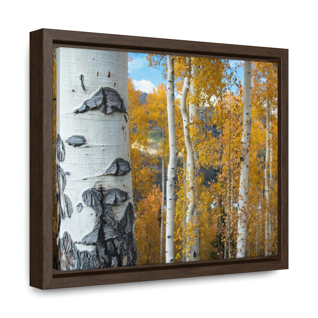 Aspens Changing - Canvas with Frame