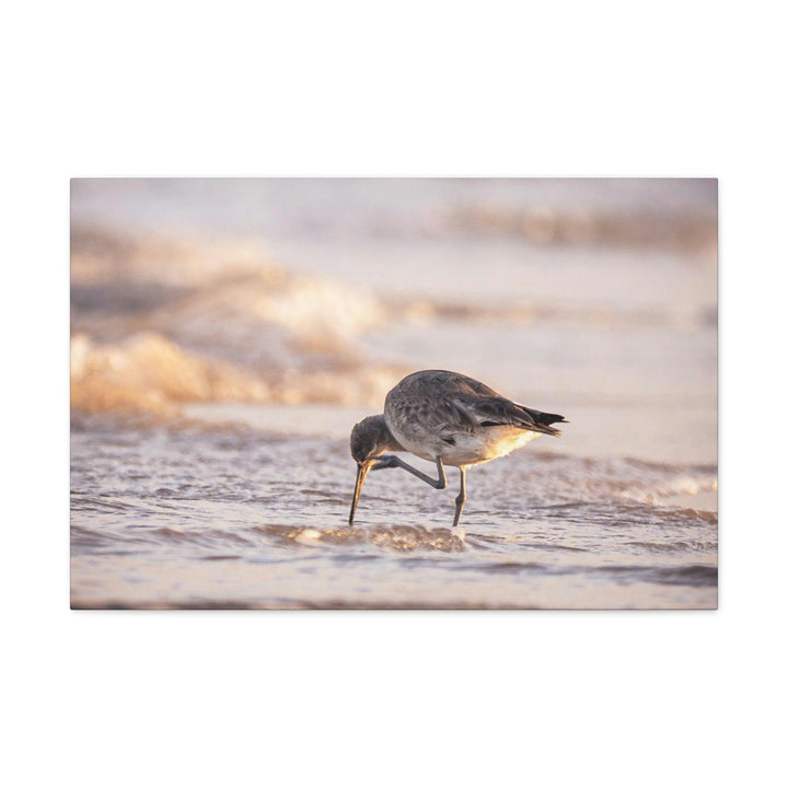 Willet Itch - Canvas