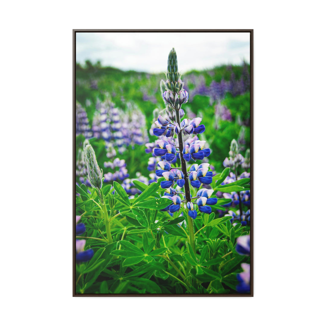 Glowing Lupin - Canvas with Frame