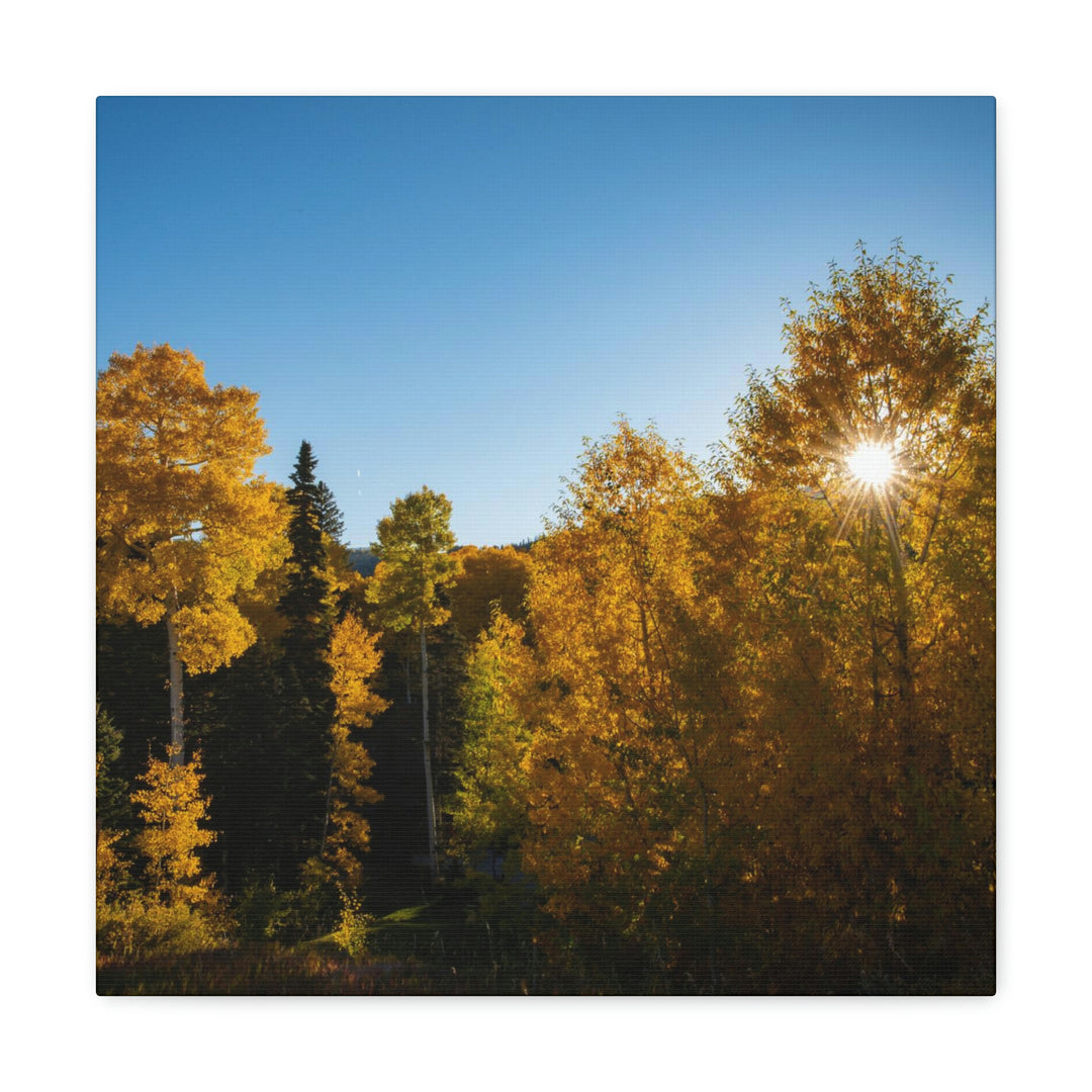 Sun Through the Aspens - Canvas