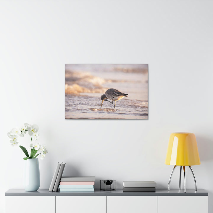 Willet Itch - Canvas