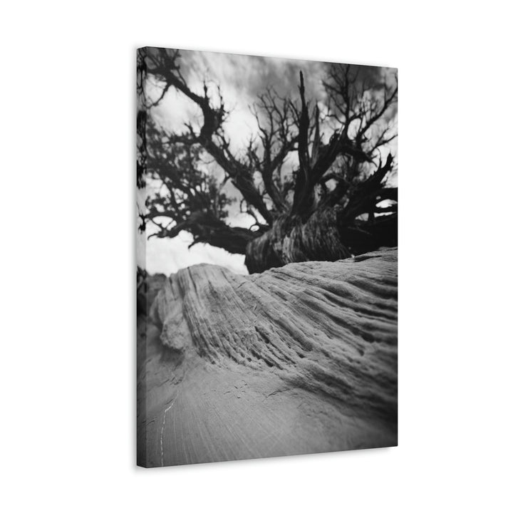 Desert Reach in Black and White - Canvas