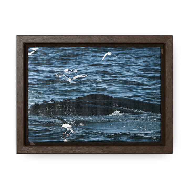 Humpback Hello - Canvas with Frame