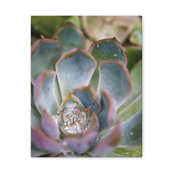 Stunning Succulent - Canvas