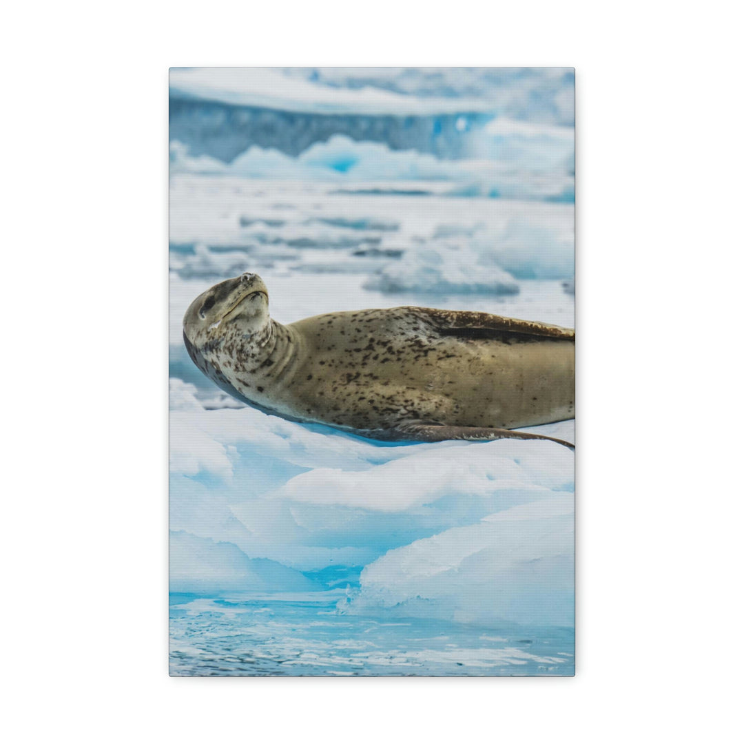 Leopard Seal Relaxing - Canvas