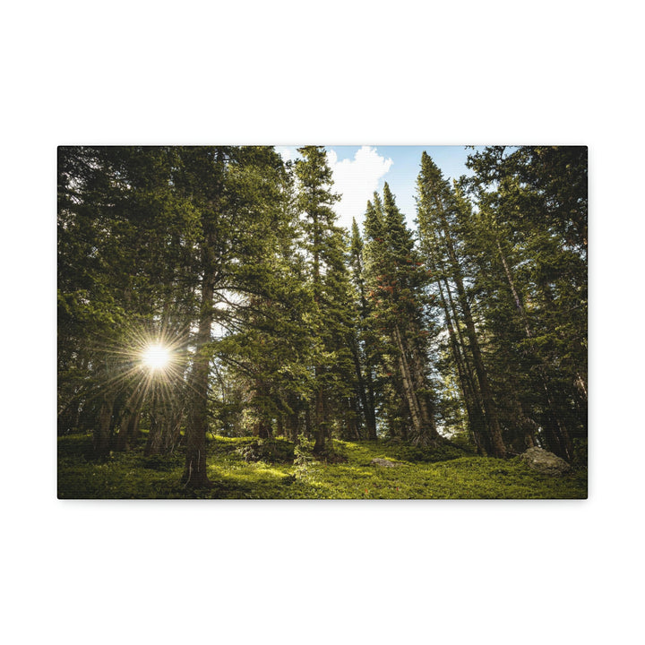 Forest Light - Canvas