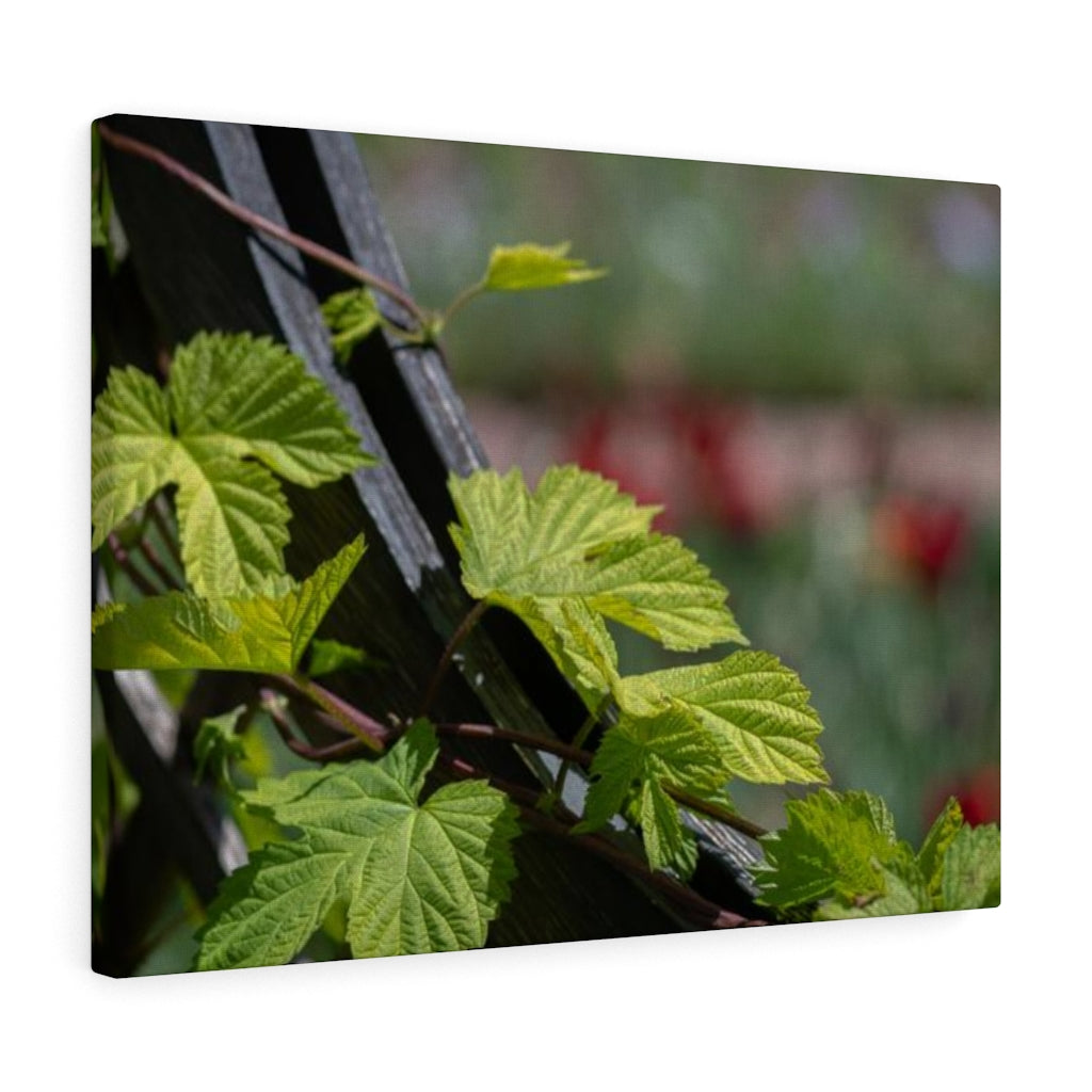 Ivy-Covered Fence - Canvas