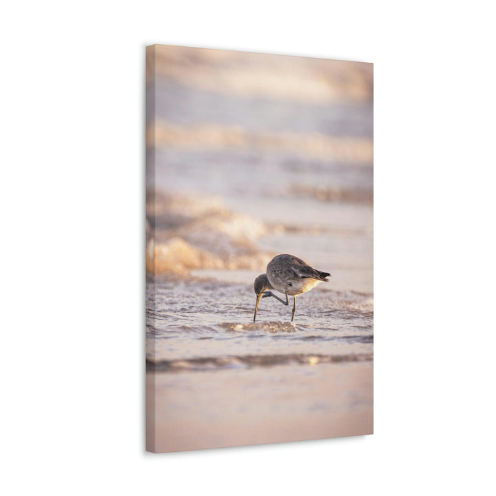 Willet Itch - Canvas