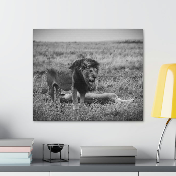 Mating Lions in Black and White - Canvas