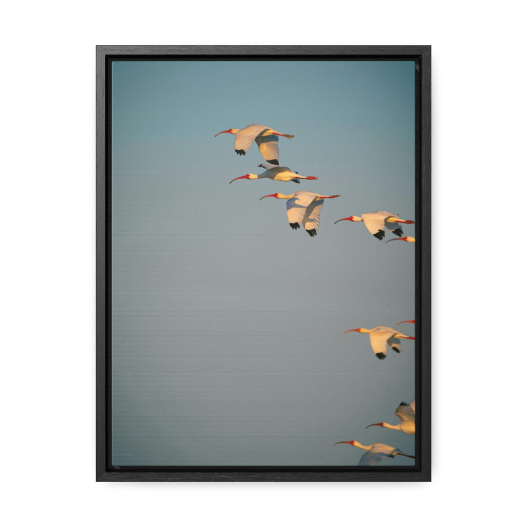 White Ibis in Flight - Canvas with Frame