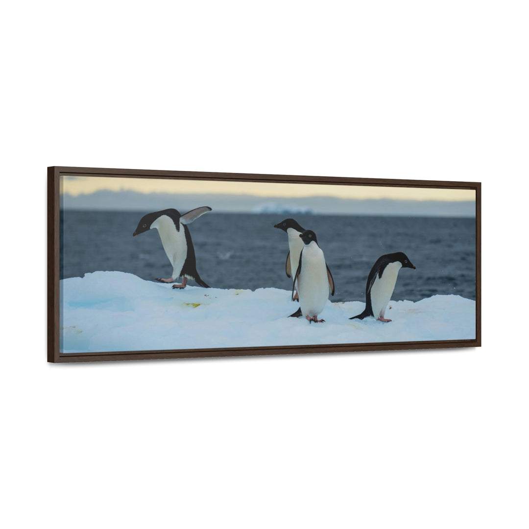 Penguin Dance - Canvas with Frame